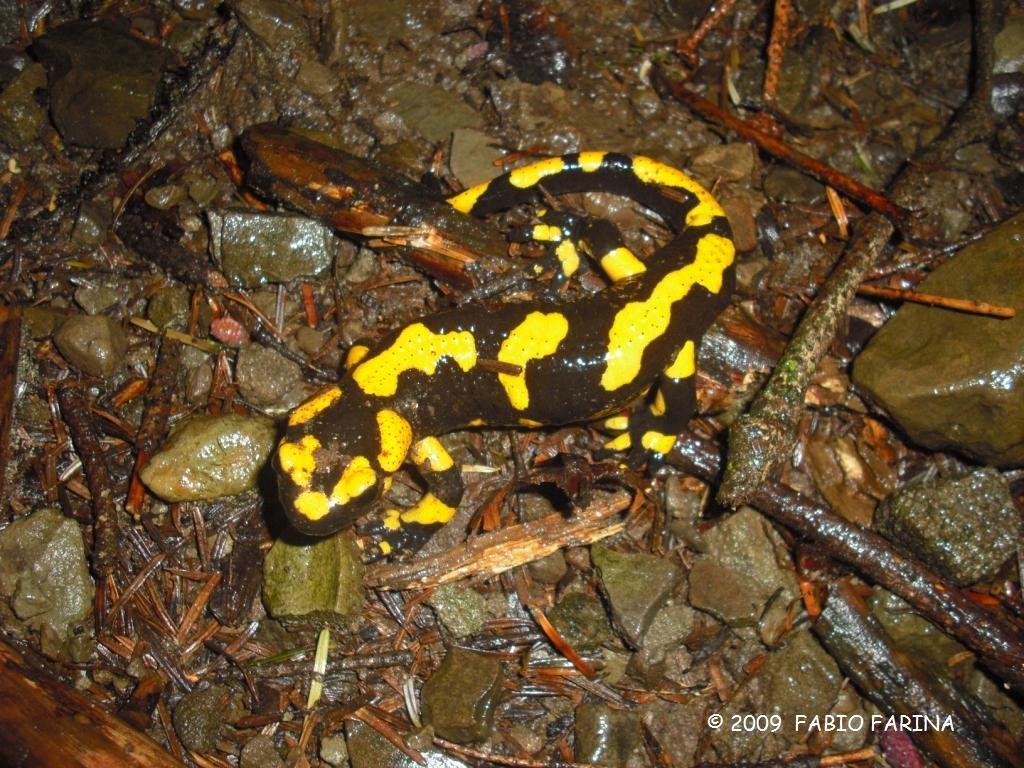 Salamandra pezzata - Salamandra salamandra gigliolii